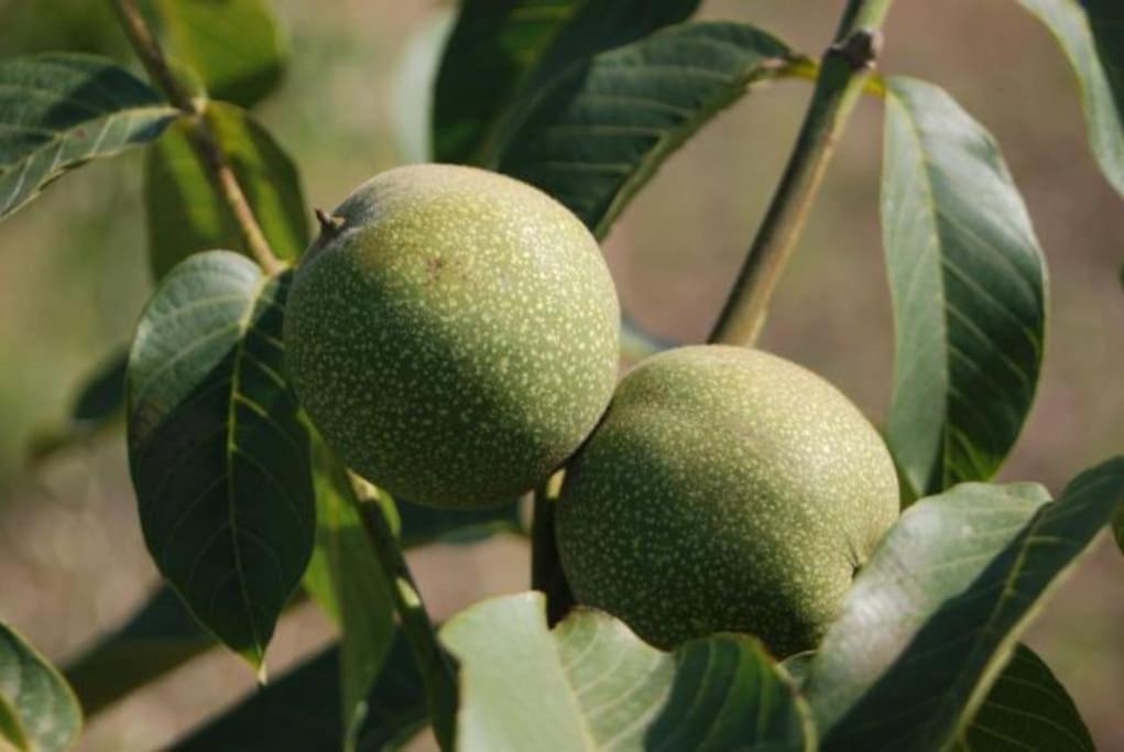 فيلا Quinta Da Estima Dous Portos المظهر الخارجي الصورة