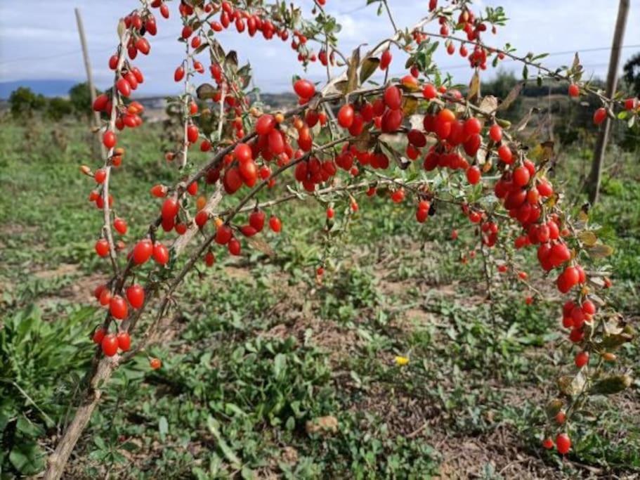 فيلا Quinta Da Estima Dous Portos المظهر الخارجي الصورة