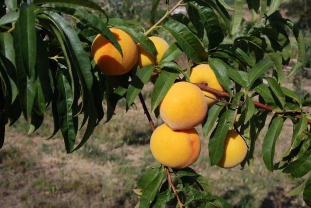 فيلا Quinta Da Estima Dous Portos المظهر الخارجي الصورة