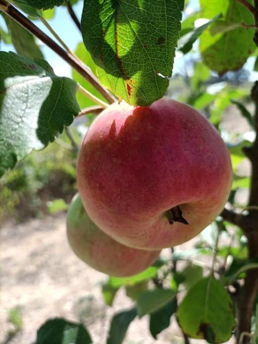 فيلا Quinta Da Estima Dous Portos المظهر الخارجي الصورة