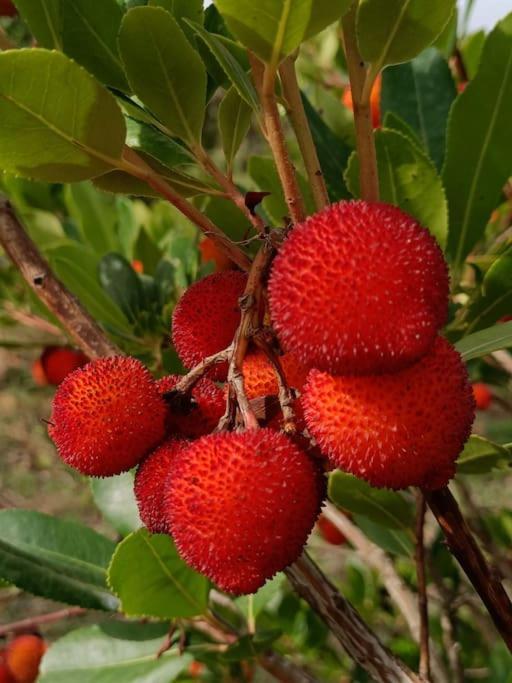 فيلا Quinta Da Estima Dous Portos المظهر الخارجي الصورة